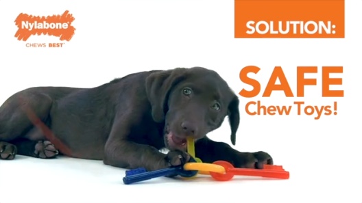 Nylabone Puppy Chew Chicken & Bacon Dog Chew Toys Bundle, X-Small