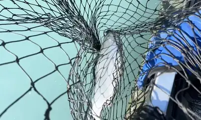 Palmer Report Video 0