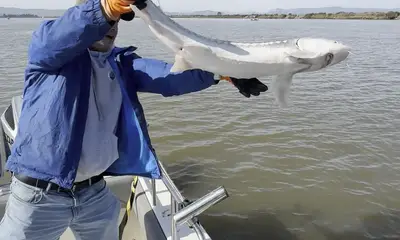 Berkeley Report Video 1