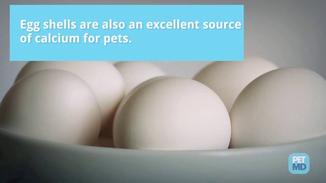 are eggs good for dogs and cats