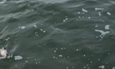 DeBary Report Video 1