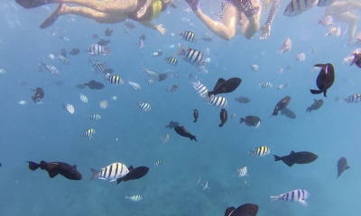 Amazing time snorkeling with Turtles! 