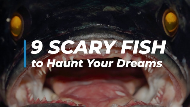 9 Scary Fish to Haunt Your Dreams