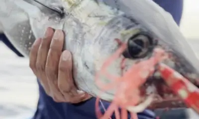 San Jose del Cabo Report Video 2
