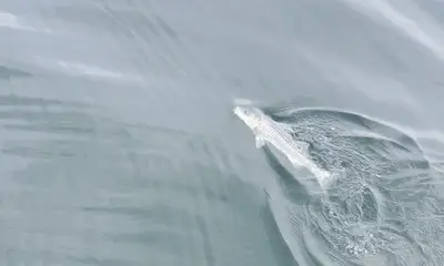 Narragansett Report Video 1