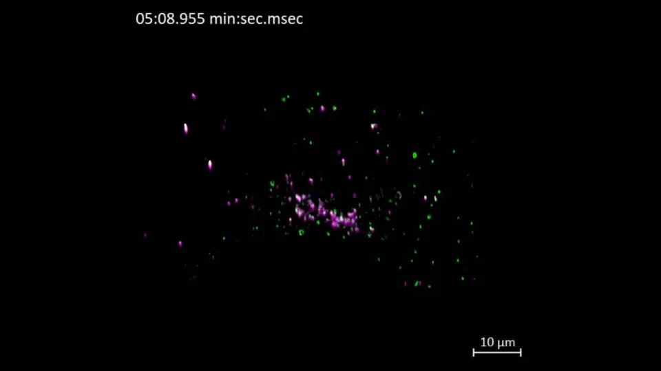 ZEISS Lattice Lightsheet - COS7 Cell