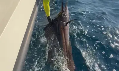 Fujairah Report Video 2