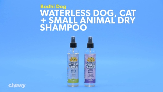 Play Video: Learn More About Bodhi Dog From Our Team of Experts