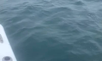 Dennis Report Video 0