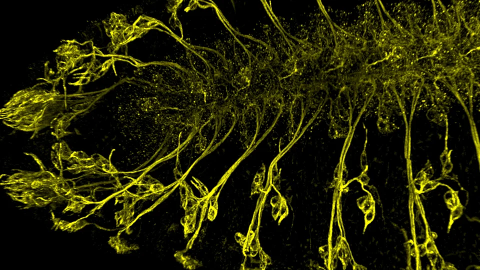 BC43 CF – 究極のベンチトップ型共焦点顕微鏡 - Andor
