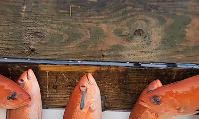Choctawhatchee Bay Report Video 2