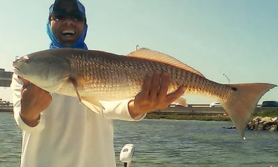 Redfish Upper Tampa Bay