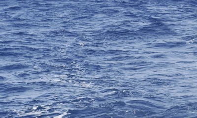 Once in a lifetime marlin!