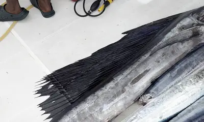 Amazing teamwork and a fantastic day on the water