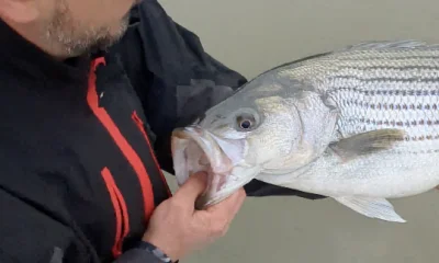 Cumming Report Video 0