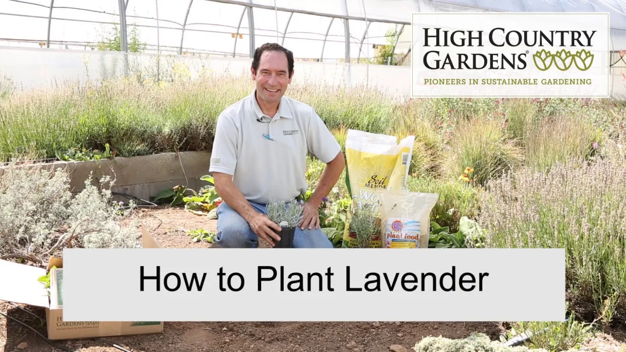 How To Plant Lavender