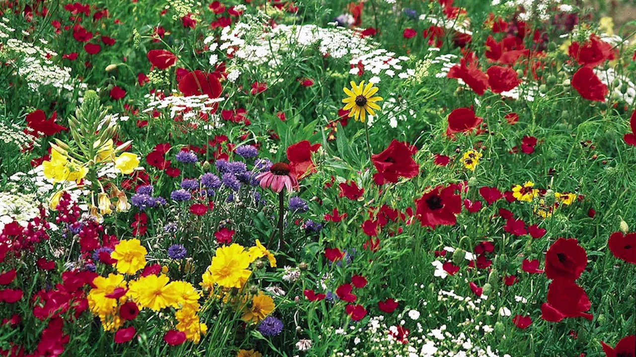 Bouquets For Days Wildflower Seed Mix