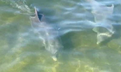 South Padre Island Report Video 0