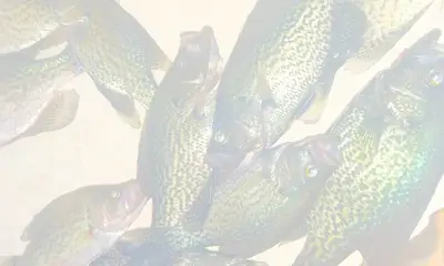 Atlanta Report Video 0