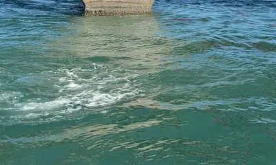 Great multi species trip