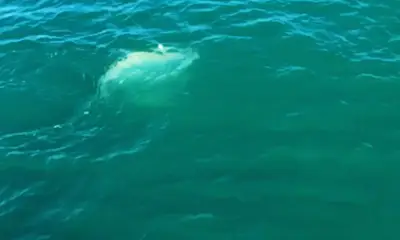 Sarasota Report Video 0