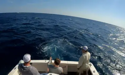 Sydney Report Video 0