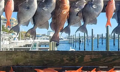 Destin Verslag Video 0