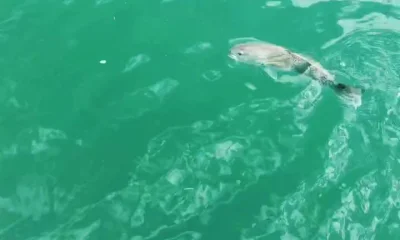 Topsail Beach Report Video 0