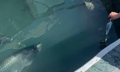 Capt and mate working!