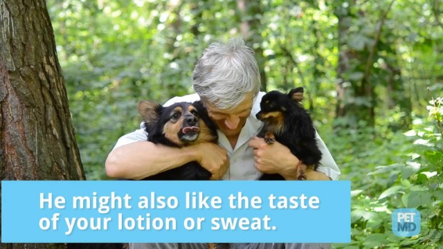 why do dogs lick you when you sweat