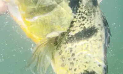 Toa Alta Verslag Video 0