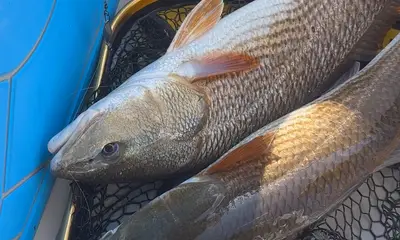 Savannah Report Video 0