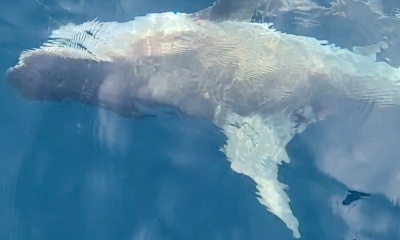 Seabrook Island Report Video 0