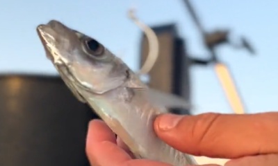 Petrovac Report Video 0
