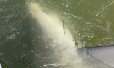 Slow and tough bite