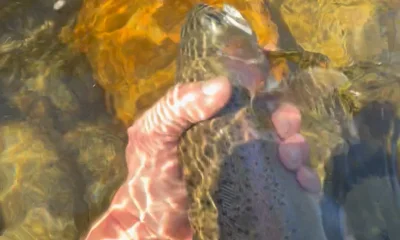 Mariposa Report Video 0