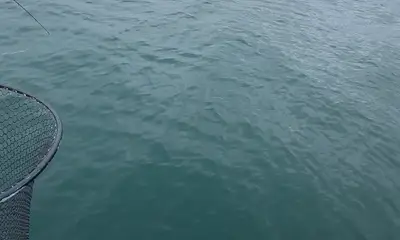 AWESOME AND AMAZING 