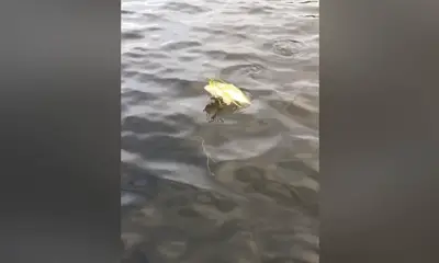 Lake Worth Report Video 0
