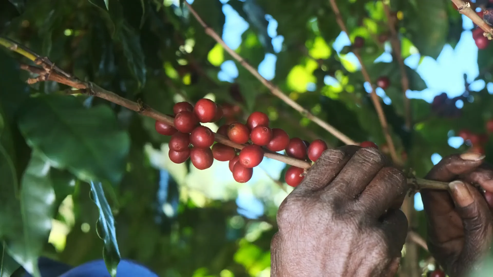 arabica-coffee-being-picked