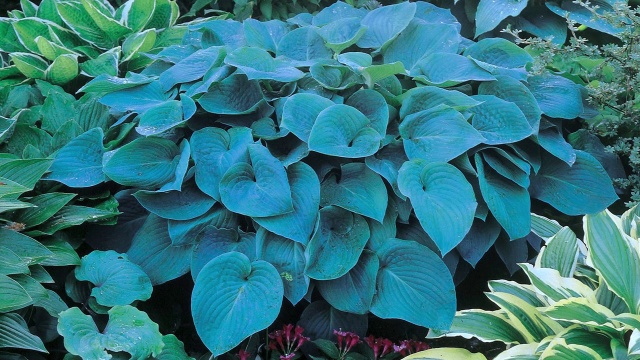 Blue Angel Hosta