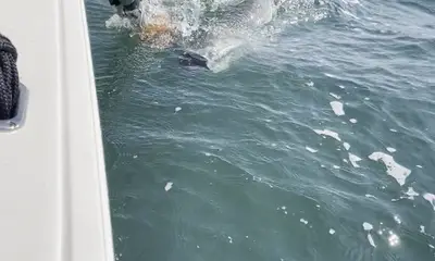 Jacksonville Report Video 2
