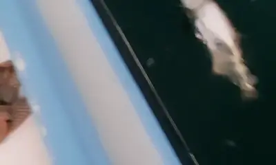 West Bay Report Video 0