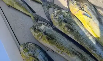 Lahaina Report Video 4