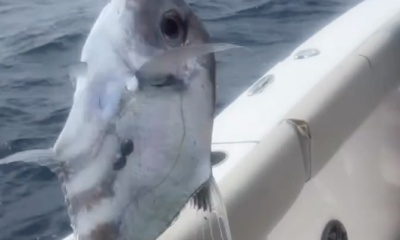 Awesome trip!!!  Tight lines throughout the trip, and the Captain Carlos stated that it was slow .