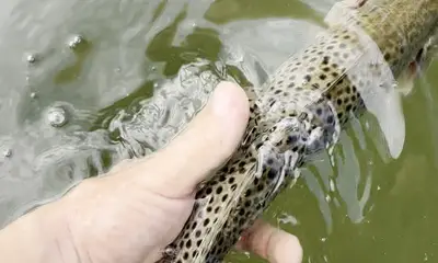 Every cast had a blast