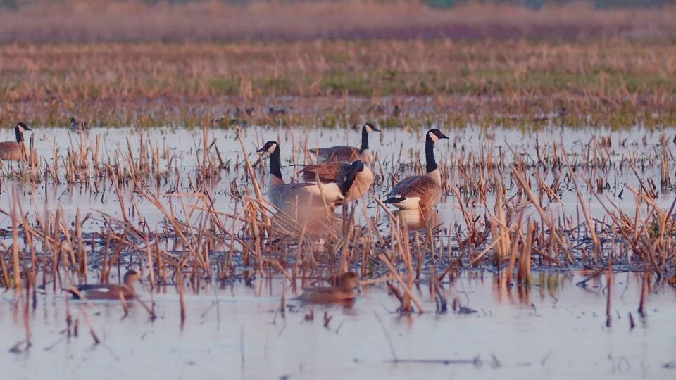 Ducks Unlimited on a mission to preserve waterfowl habitat