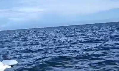 Amazing Scalloping Trip