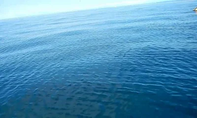 Mahi mahi spin fishing on the Adriatic s