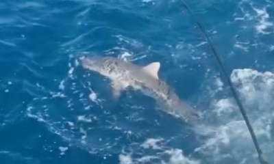 Silky shark on a spinner
