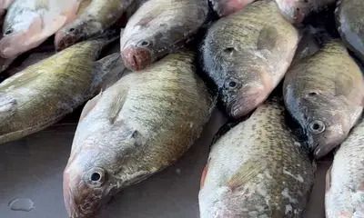 Be ready to catch fish!